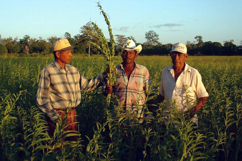 Nicaragua Fair Trade Sesam