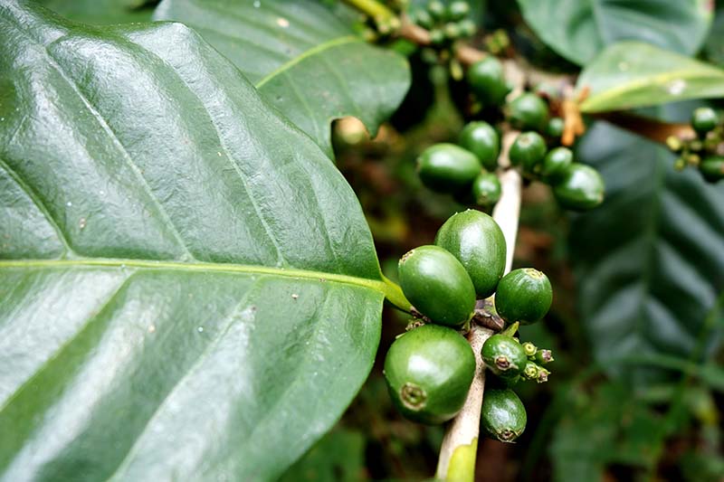 Nicaragua Fair Trade Kaffee