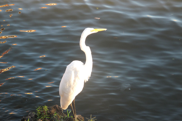 Vogel Rio San Juan Nicaragua