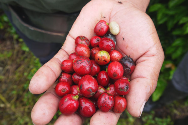 Kaffee Costa Rica